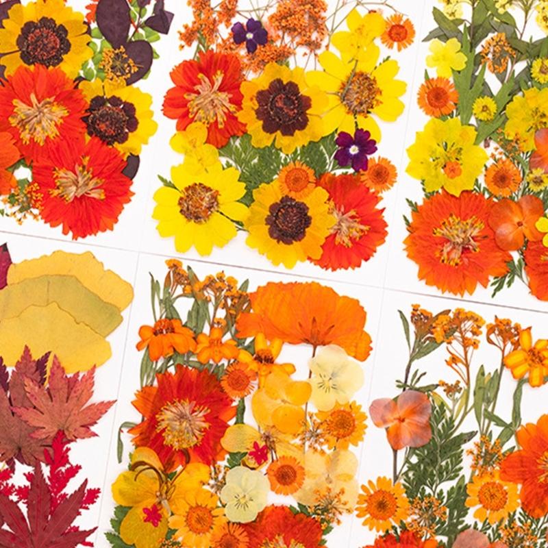 Natural Pressed Dried Flower F - Art Craft With Leaves 评论和价格