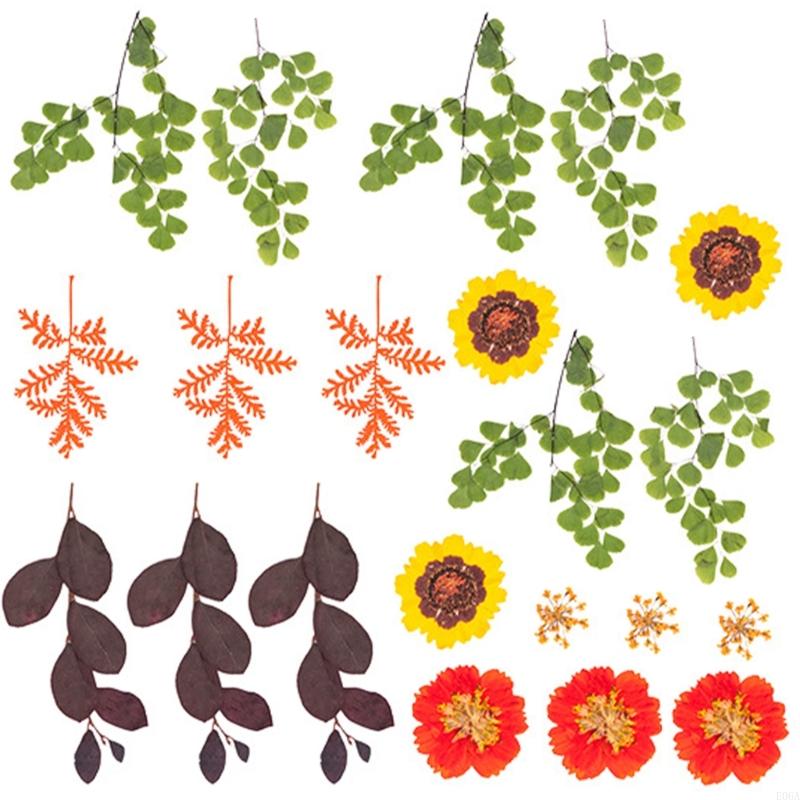 Natural Pressed Dried Flower F - Art Craft With Leaves 评论和价格