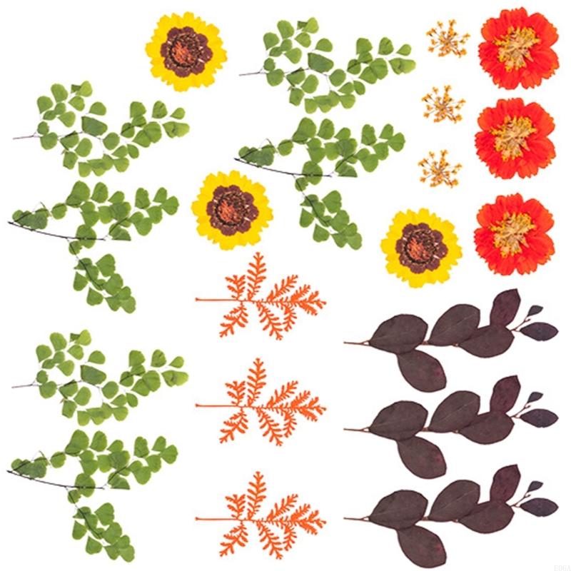 Natural Pressed Dried Flower F - Art Craft With Leaves 评论和价格