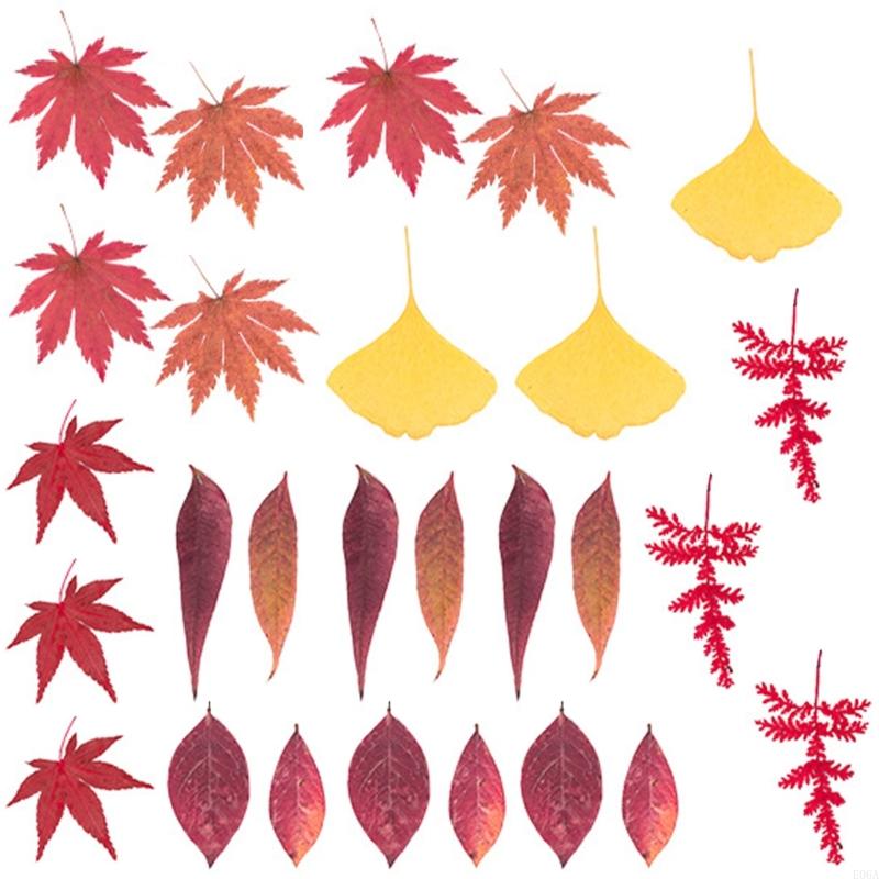 Natural Pressed Dried Flower F - Art Craft With Leaves 评论和价格