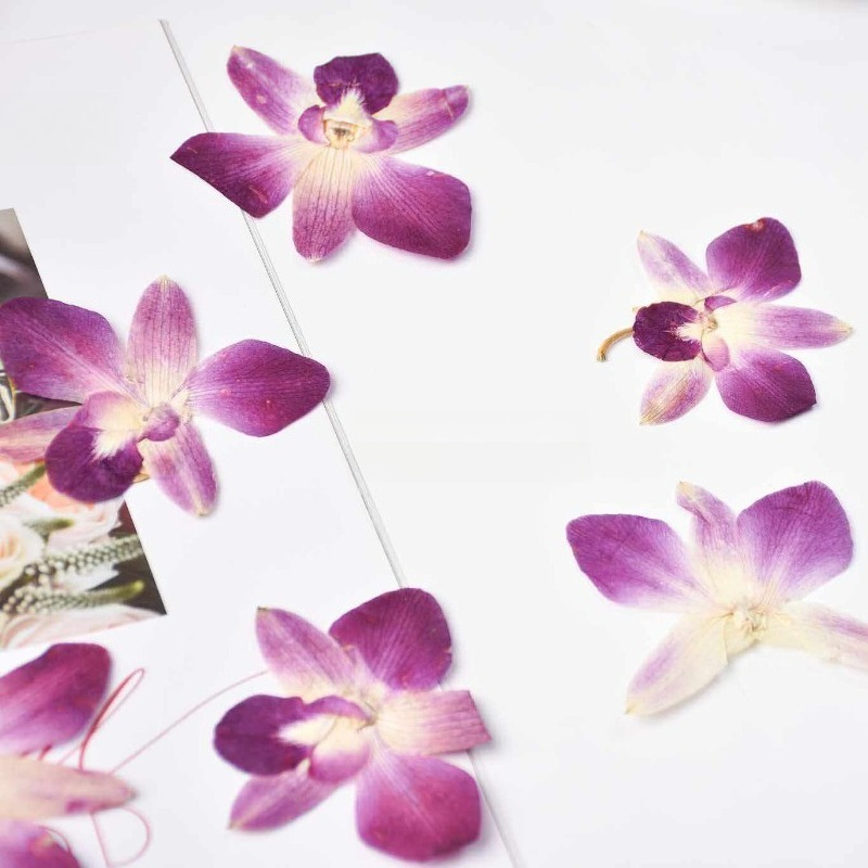 4pcs,Real Pressed Butterfly Or - Art Craft Activities 评论和价格