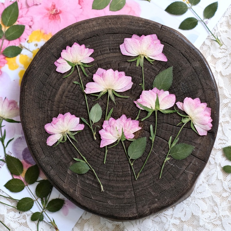 12pcs,Real Dried Pressed Flowe - Art Craft Activities 评论和价格