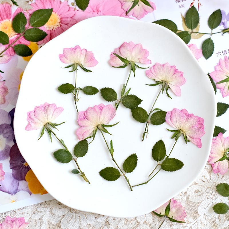 12pcs,Real Dried Pressed Flowe - Art Craft Activities 评论和价格