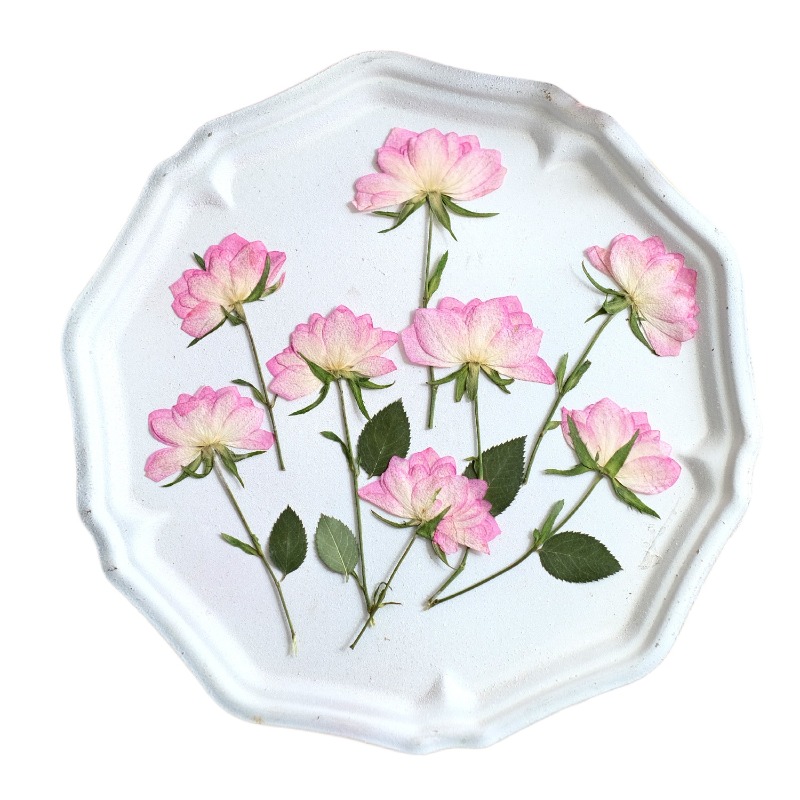 12pcs,Real Dried Pressed Flowe - Art Craft Activities 评论和价格